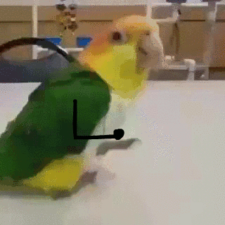 A parakeet walks and hops over a white table. In the GIF arms are drawn in animation, as if the bird is walking with swinging arms, then jumping up and down with its arms stretched out in excitement